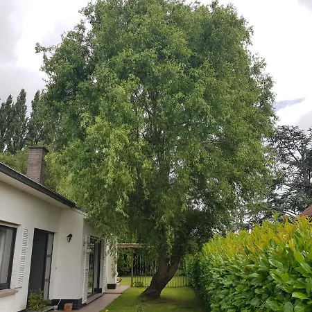 B&B Mary's Poppies - *